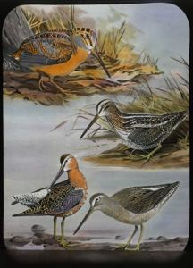 Image: Woodcock, Wilson's Snipe, Dowitcher